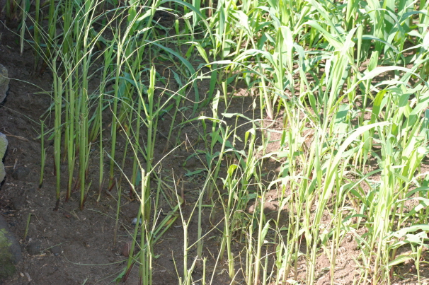 멸강나방 방제에 힘을 씁시다!!