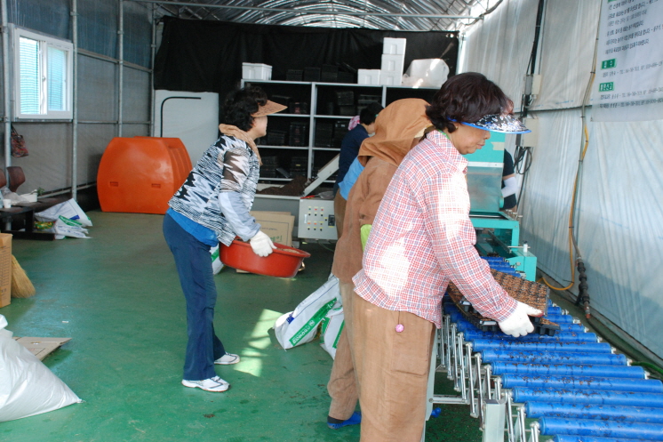 텃밭조성용 배추묘 파종 