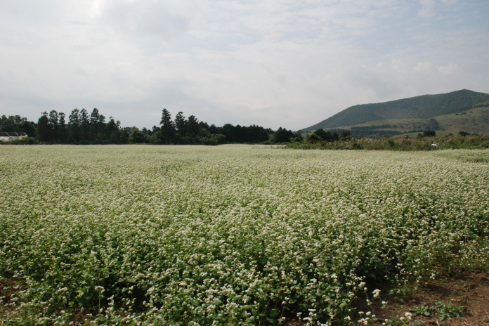 봉평에만 메밀꽃이 피는 것은 아닙니다.