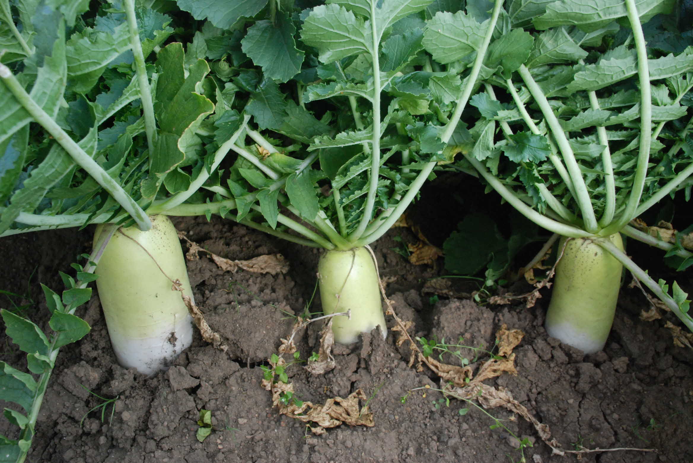 09년 농촌지도사업 평가회 - 월동무 씨앗테이프 농법 포장