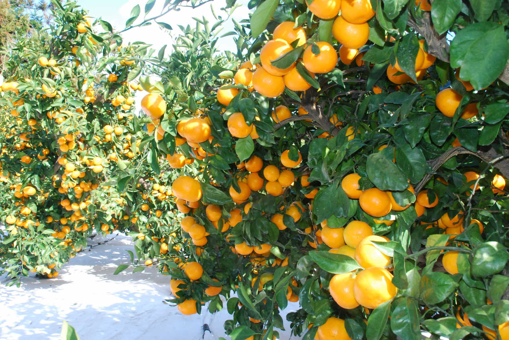 09년 농촌지도사업평가회 - 타이벡 시범사업장