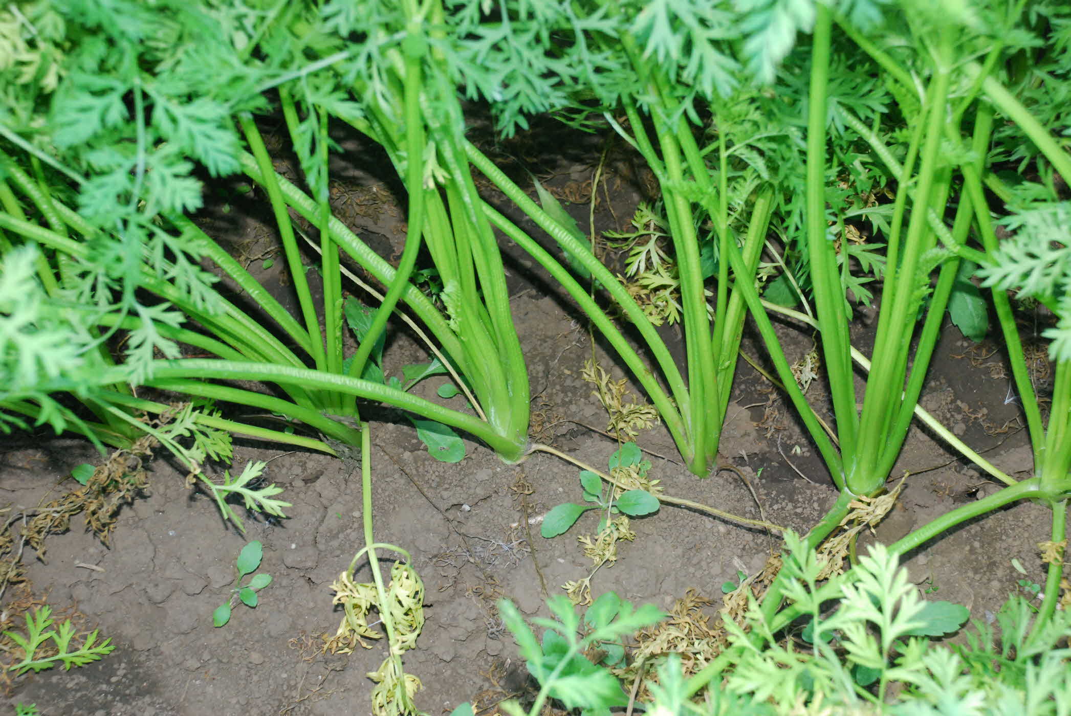09년 농촌지도사업평가회 - 당근 씨앗테이프 농법 포장