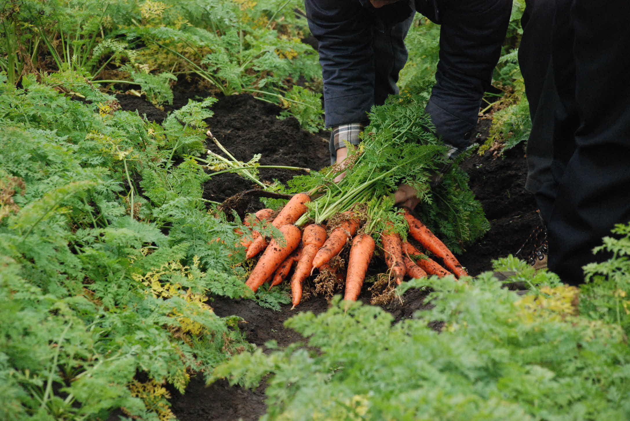 씨앗테이핑 당근 재배실증 평가 현장1
