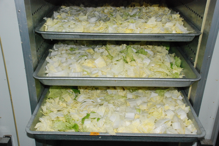 농산물 건조기이용 배추 건조현장