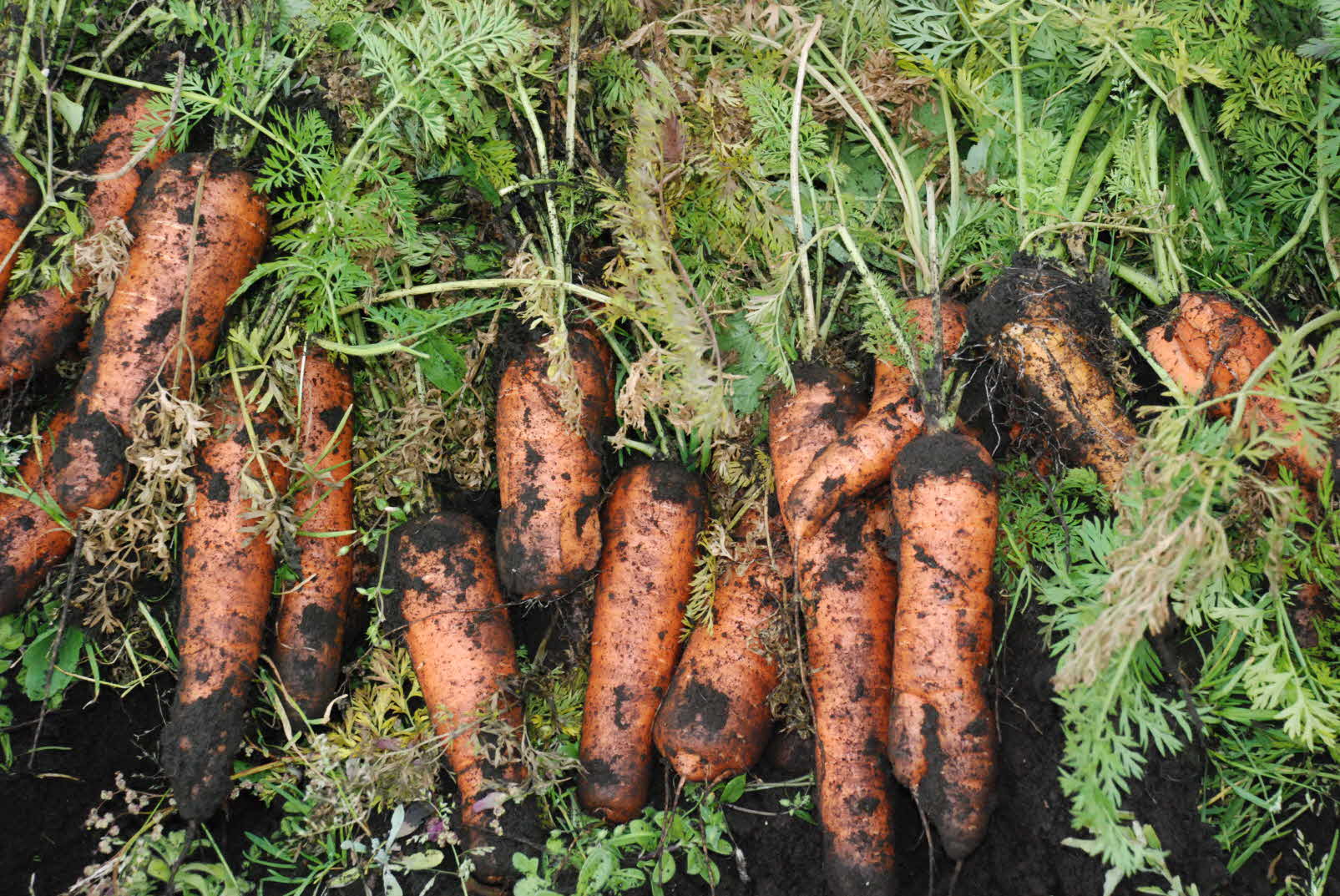 이동가변식 땅속작물 수확기 성능실험