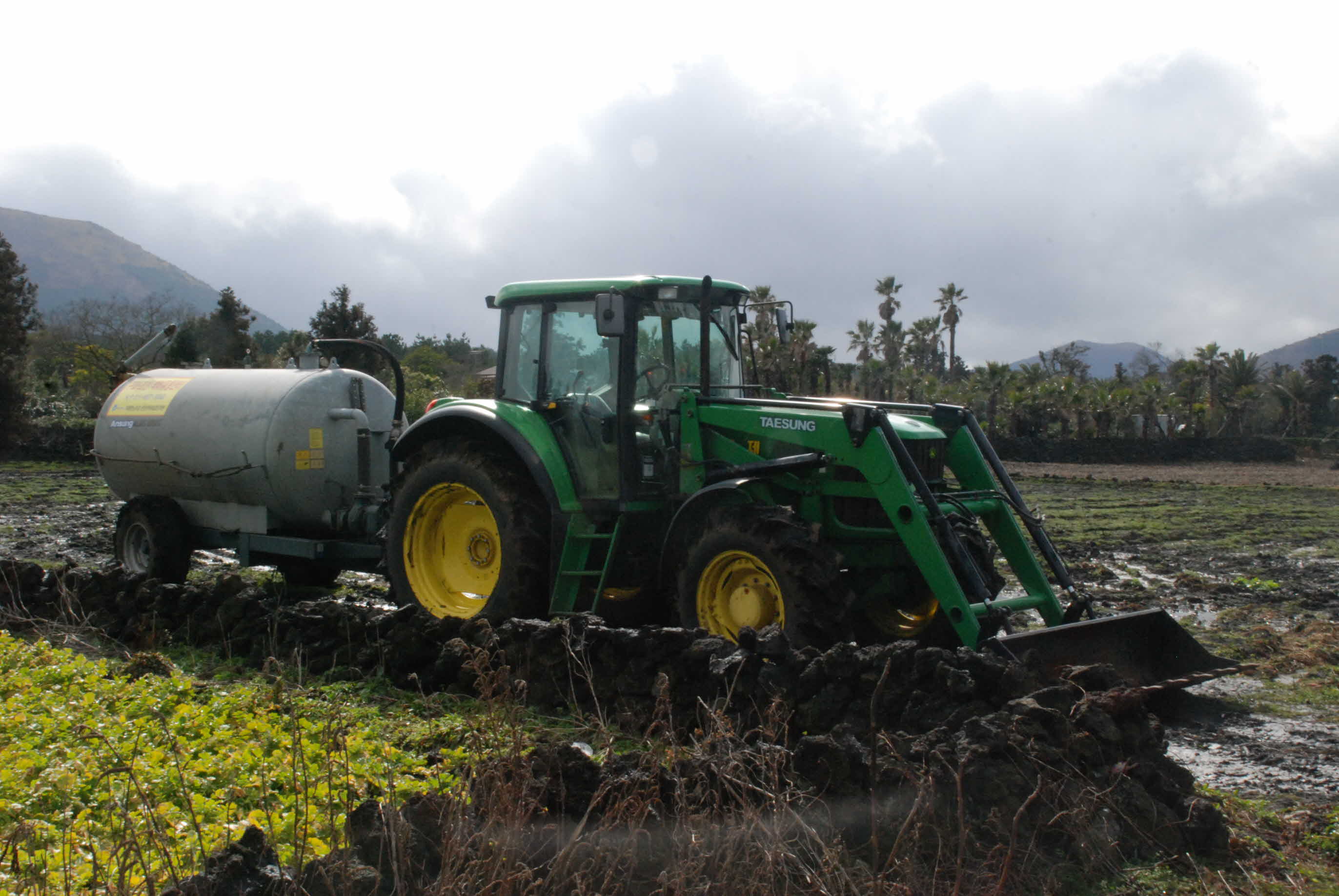콜라비 말랭이 아세요?