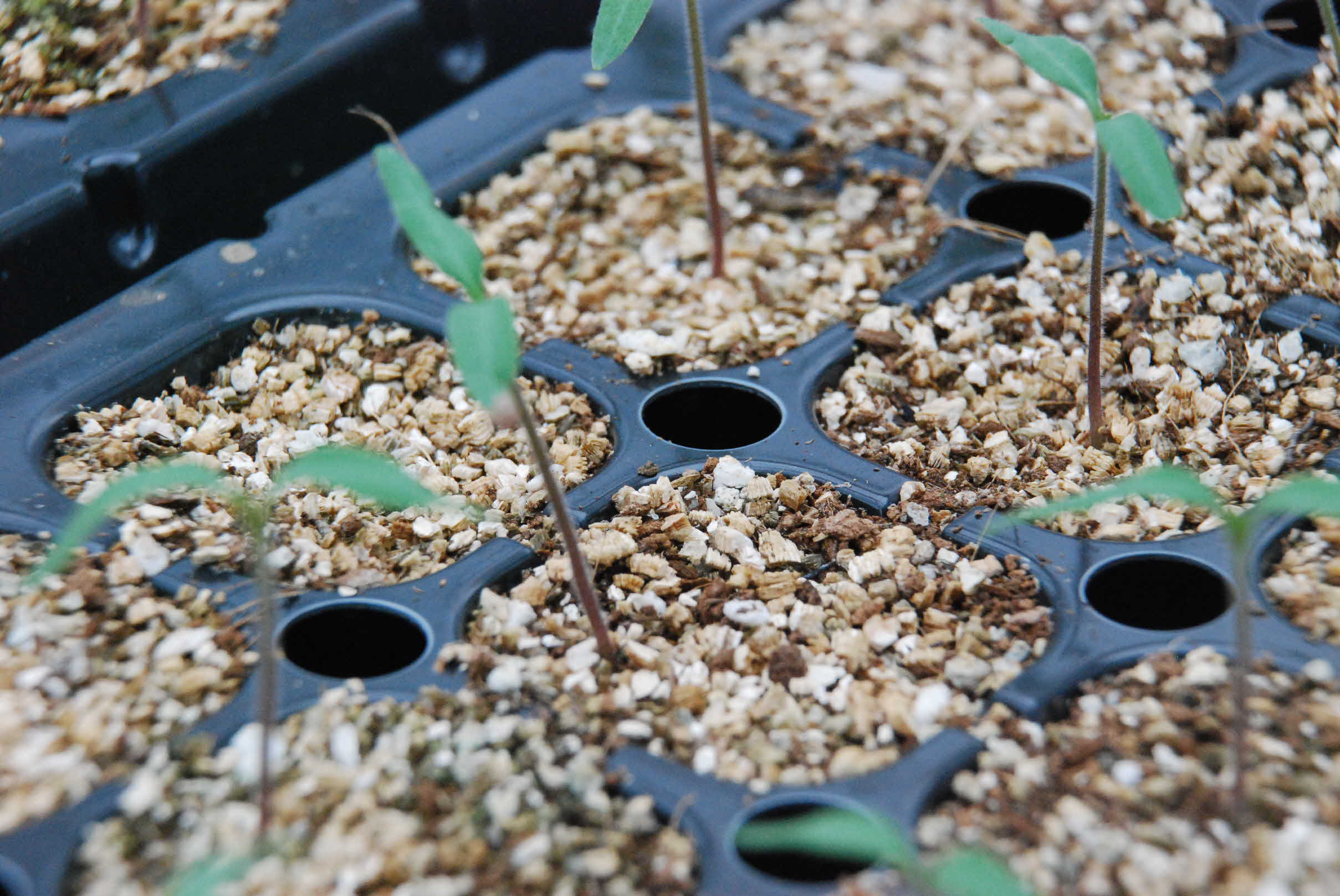 전기온열육묘 시설채소 발아