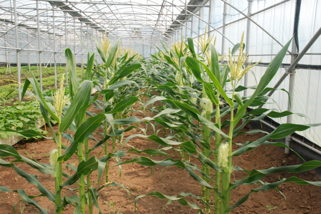 옥수수 생육상황