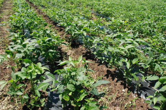 농업기술원 촌지도사업 중간평가회 현장 3