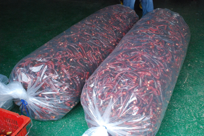 건조기 이용 고추 건조