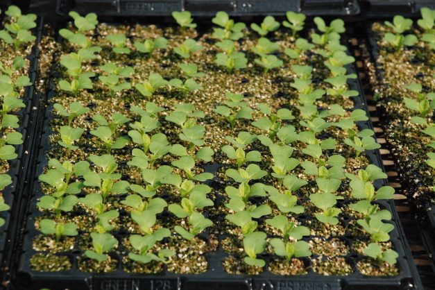 배추 육묘 현장