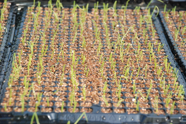 양파 트레이 육묘