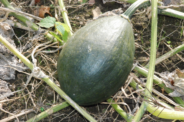 수확을 기다리는 만차량 호박