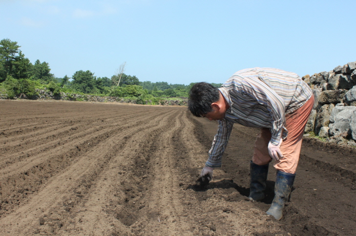 씨앗테이프 당근파종 현장