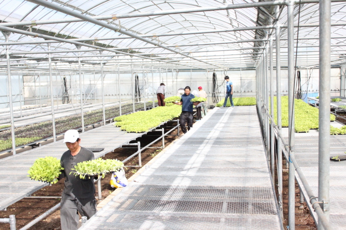 배추 묘종 보급