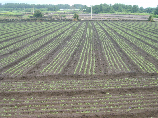 당근 씨앗테이핑 파종