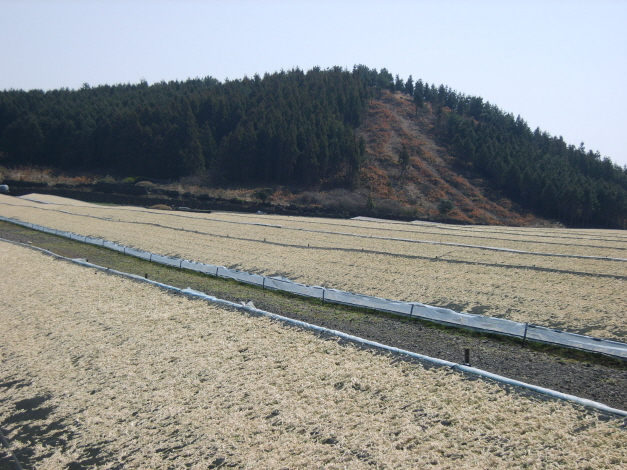 제주의 바람을 고스란히 무말랭이 속에 담습니다.