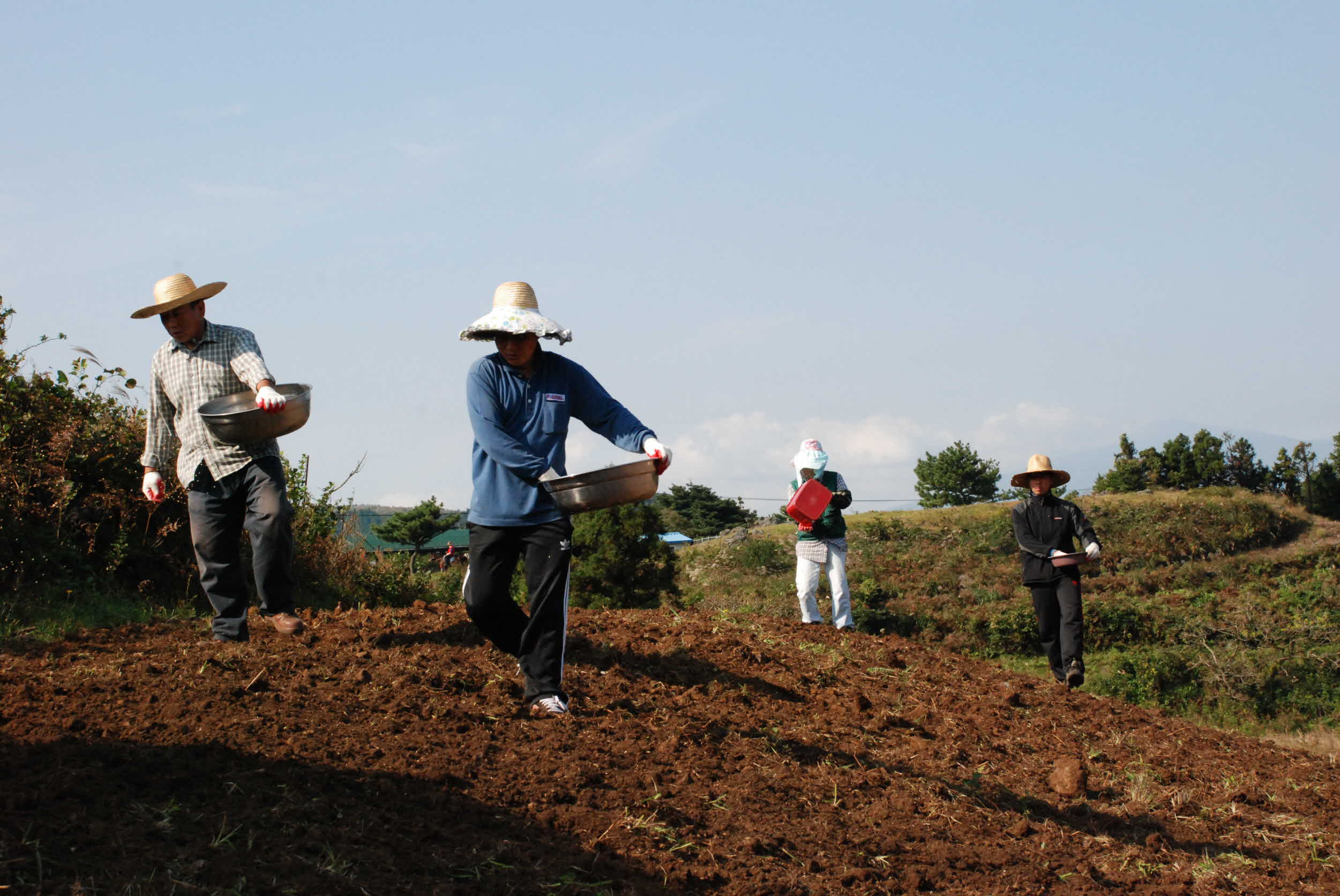 동부지역 경관농업 조성 꽃파종