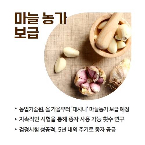 17.1분뉴스_대사니마늘 4.jpg