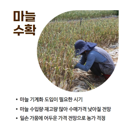 20.1분뉴스_마늘수확 4.jpg