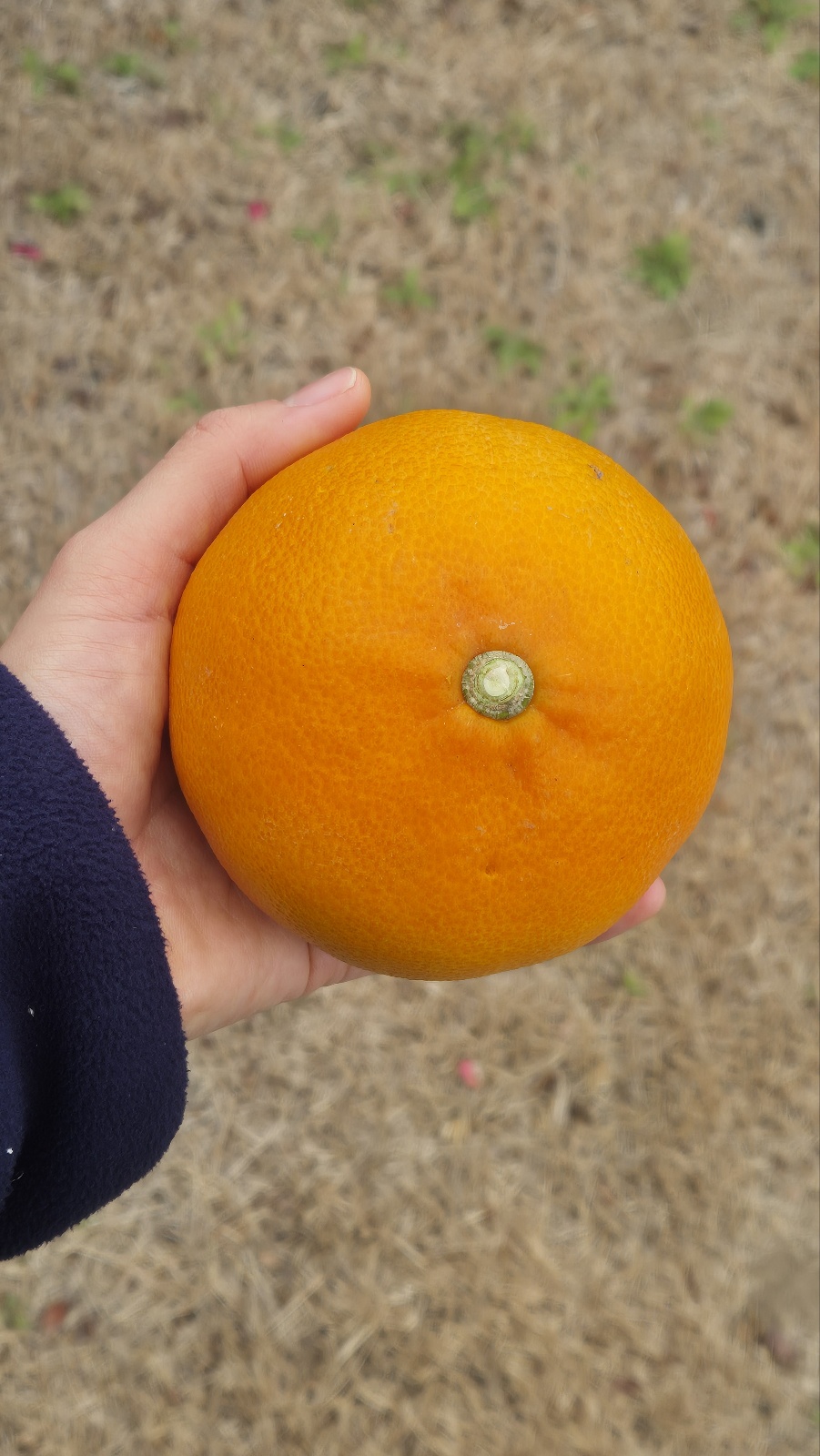 안녕하세요. 천혜향 재배 관리 문의드립니다.