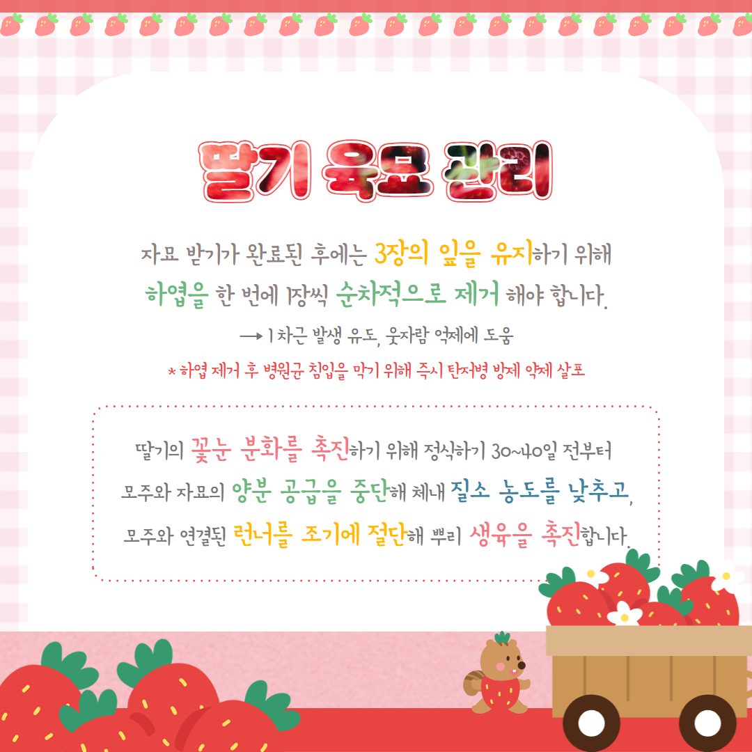 철저한 딸기 육묘 당부 (4).png