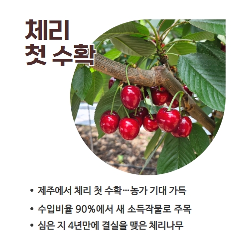 24.1분뉴스_체리수확 2.jpg