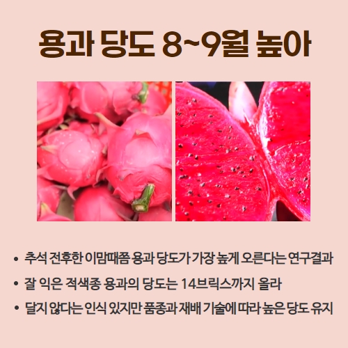 38.1분뉴스_제주산용과수확 3.jpg