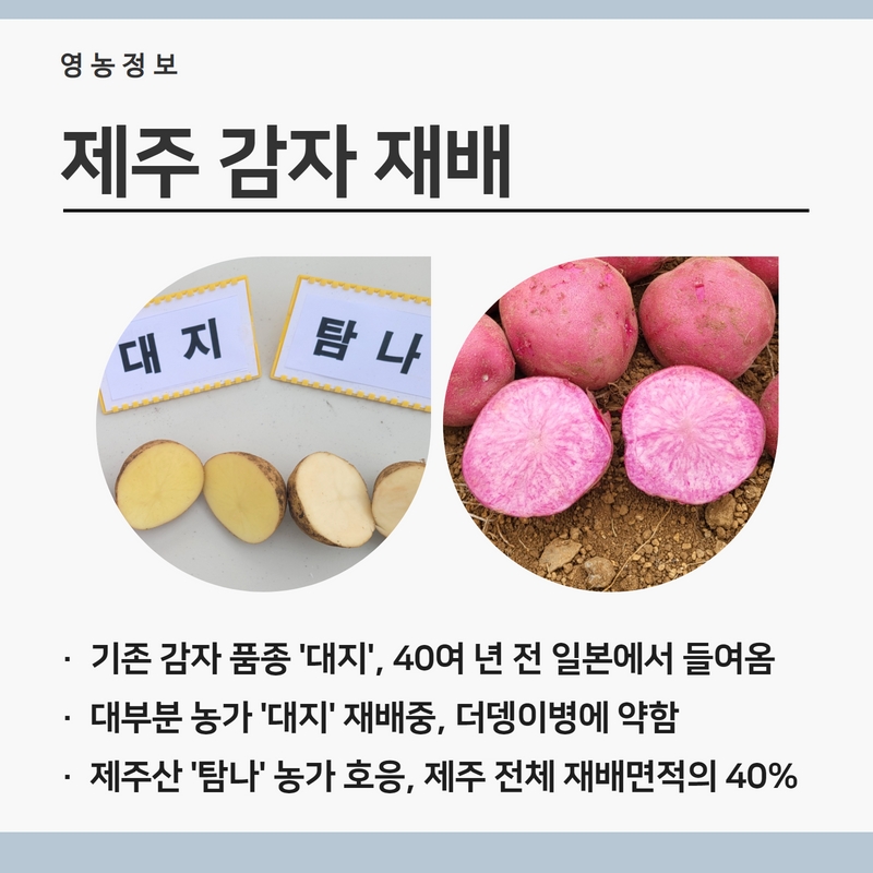 감2.jpg