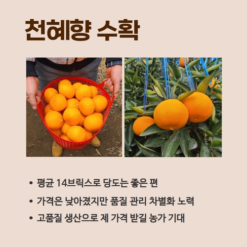 8.1분뉴스_만감류가격 3.jpg