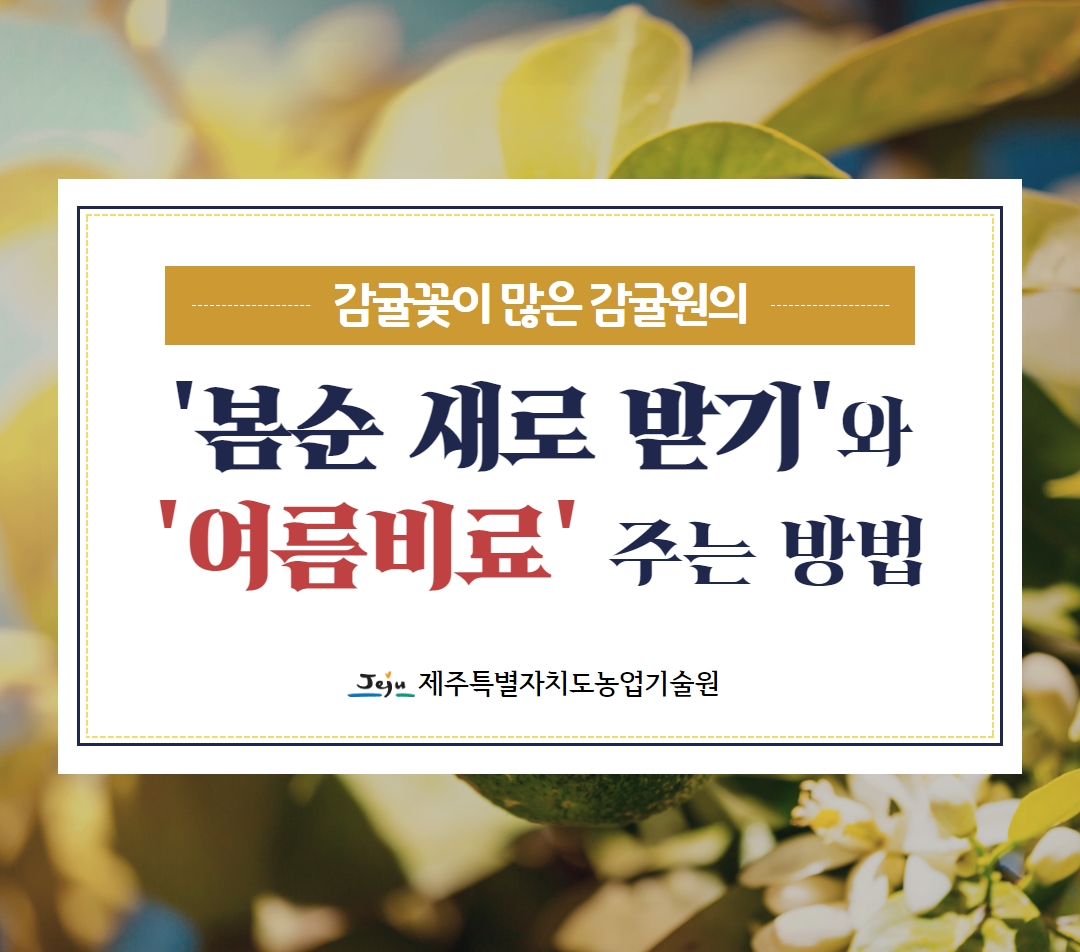 꽃이 많이 핀 감귤원의 '봄순 새로 받기'와 '여름비료' 주는 방법
