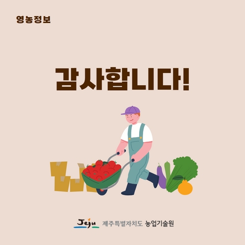 4.1분뉴스_한라봉 5.jpg