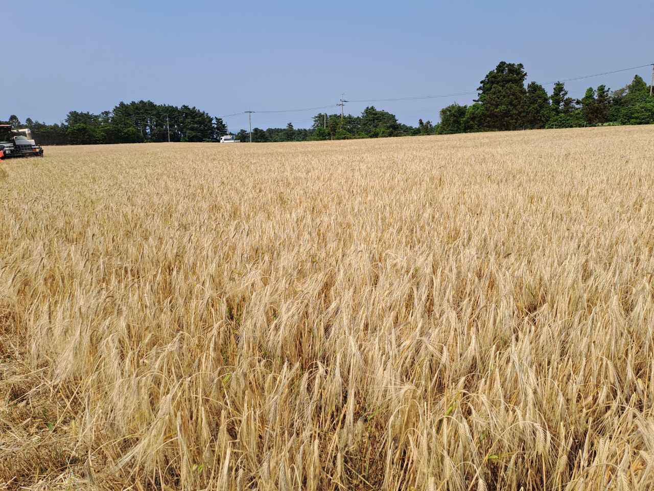 251017_수시_농업기술원_맥주보리 재배 전경.jpeg