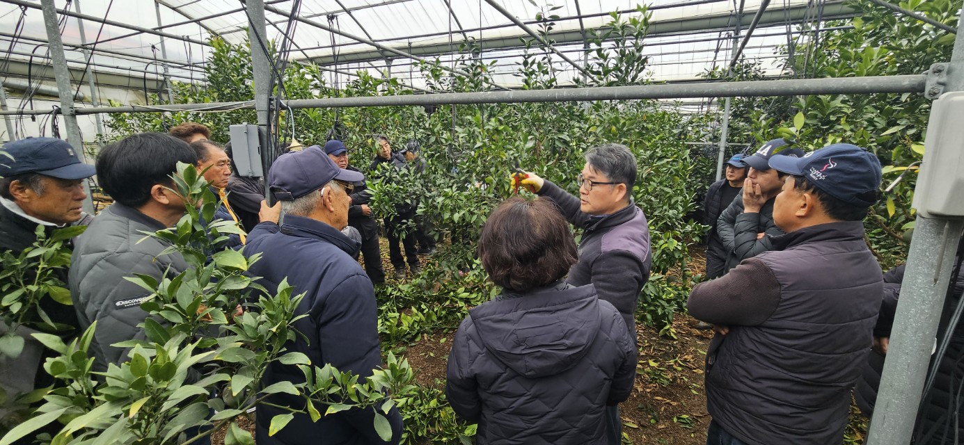 2026년 감귤류 정지.전정 기술교육 추진-5회차