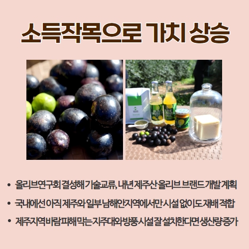 43.1분뉴스_기후변화로제주에서도올리브재배 3.jpg