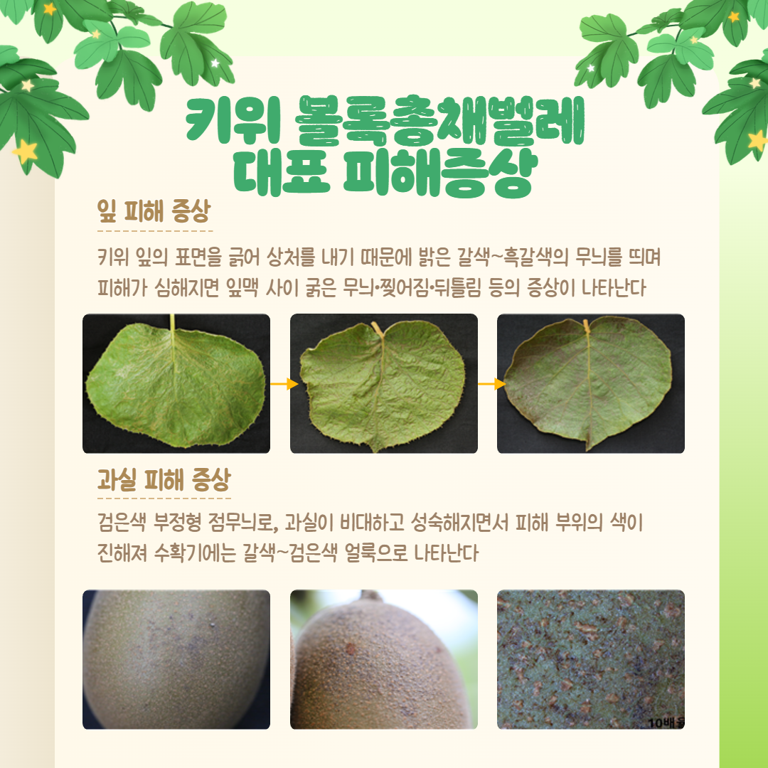 키위 총채벌레 관리 방법 (3).png