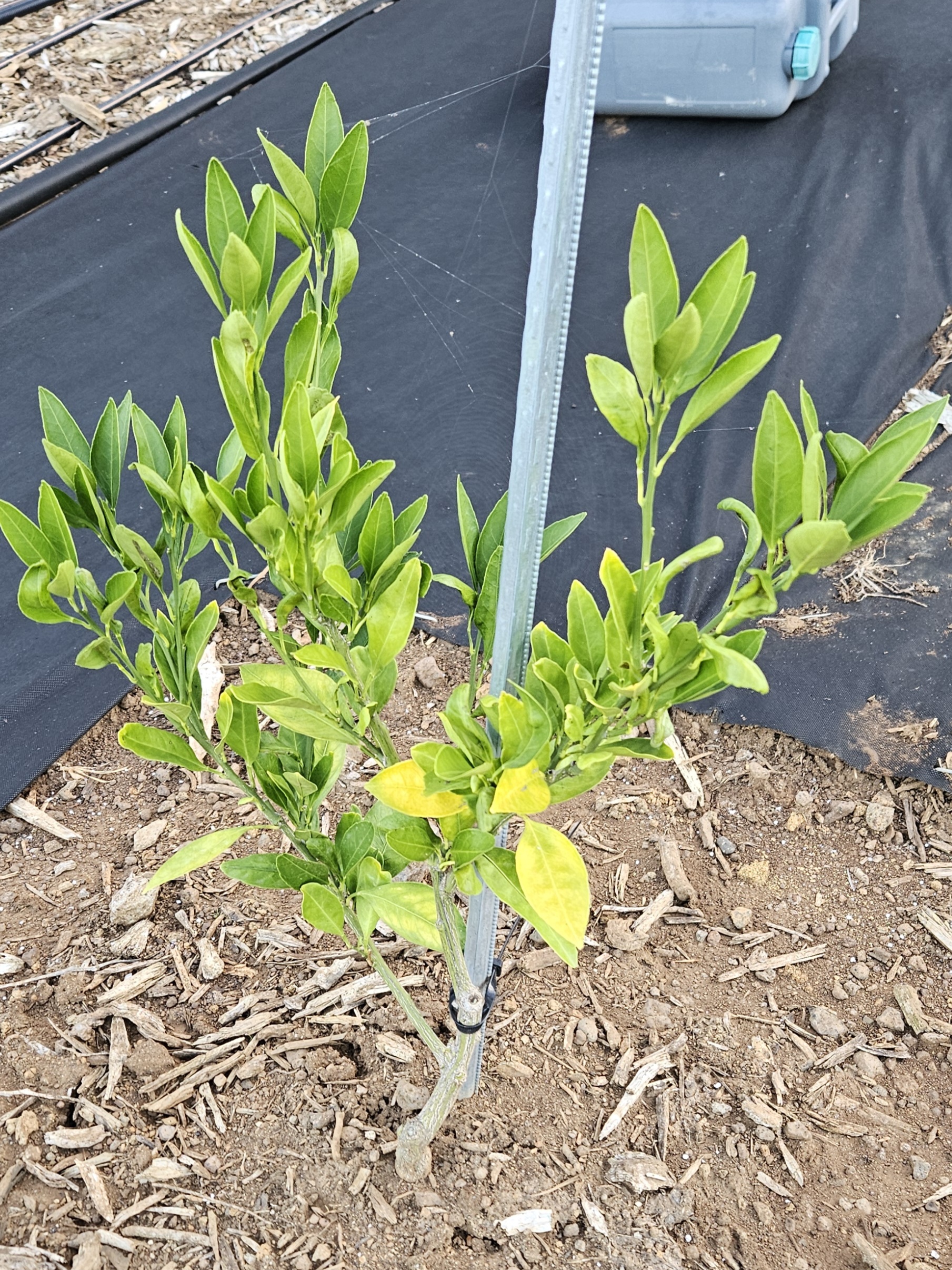 증상문의드립니다.