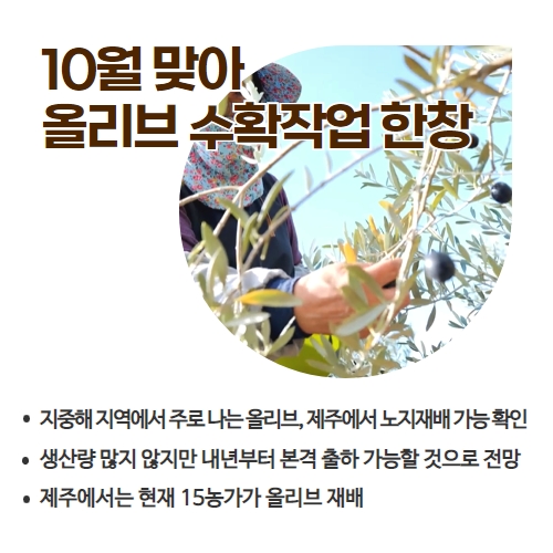 43.1분뉴스_기후변화로제주에서도올리브재배 2.jpg