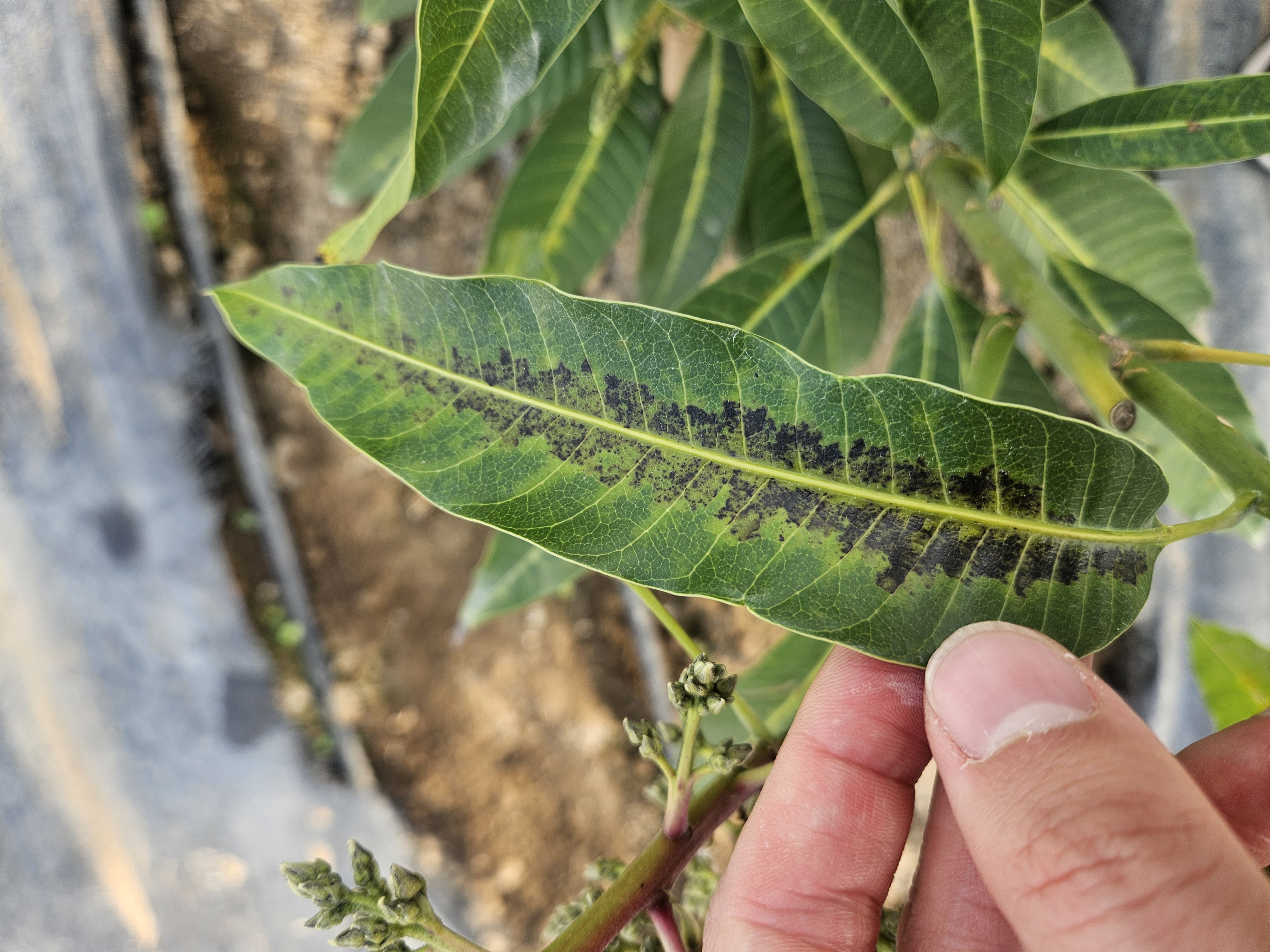 애플망고 잎 문제 문의