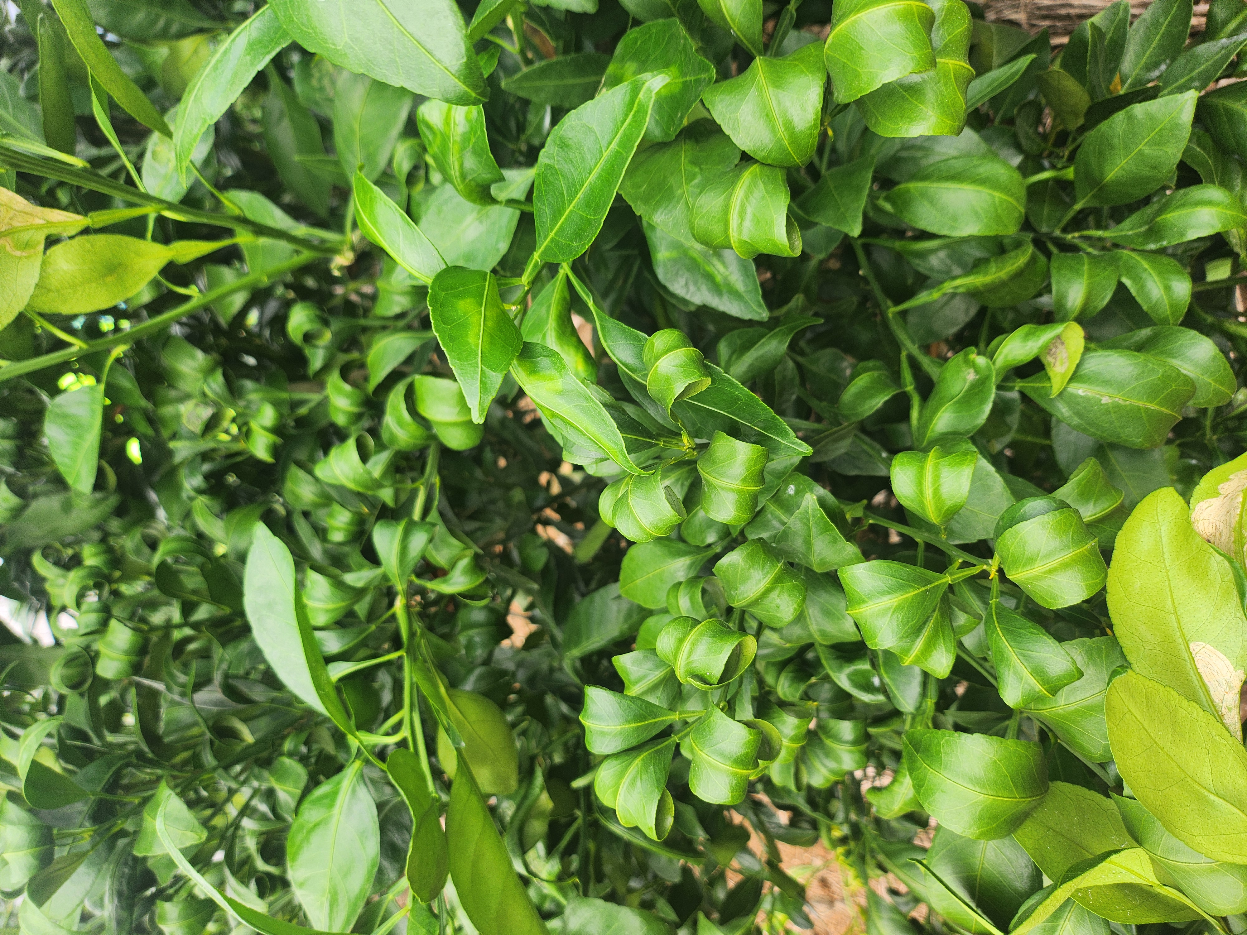 레드향잎말림현상