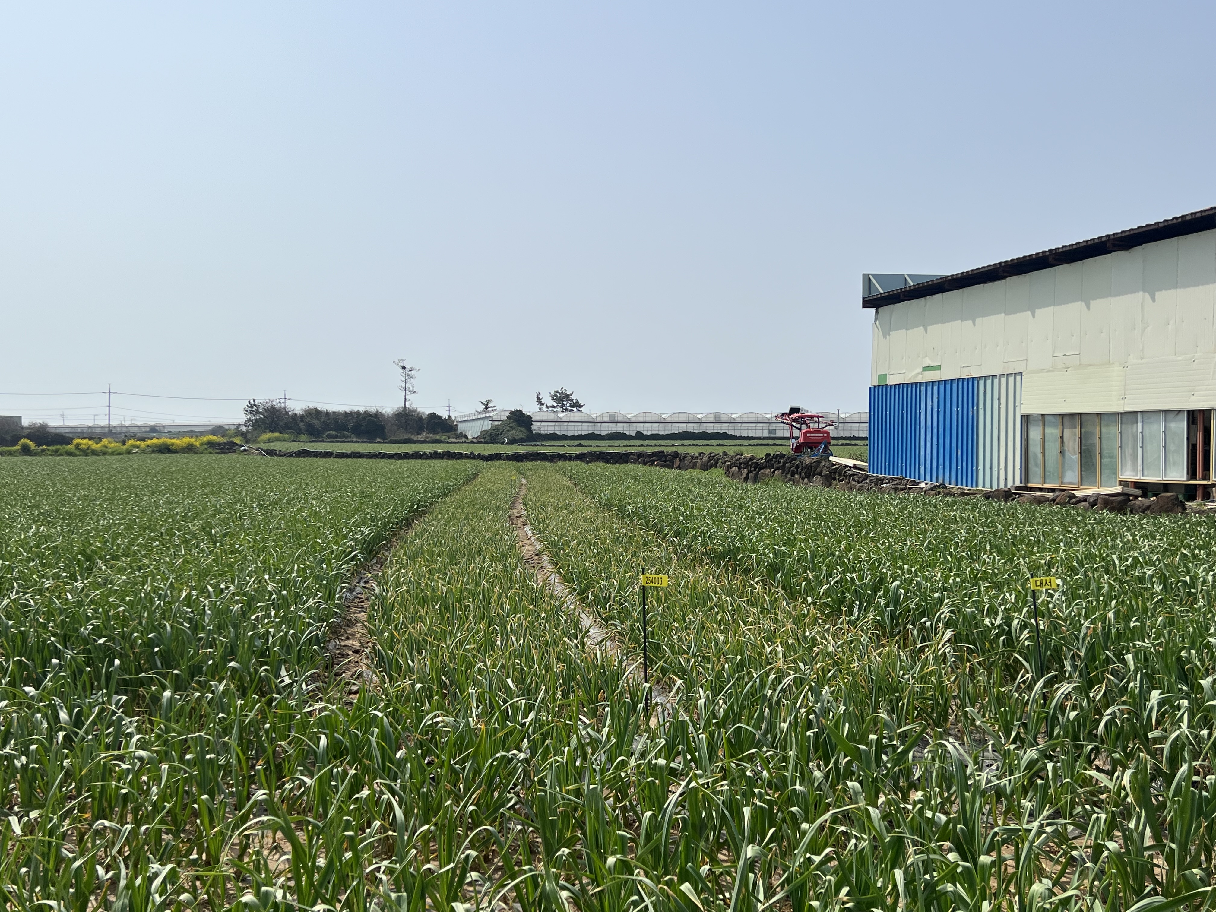 251001_수시_농업기술원_마늘 재배 포장 전경.jpg