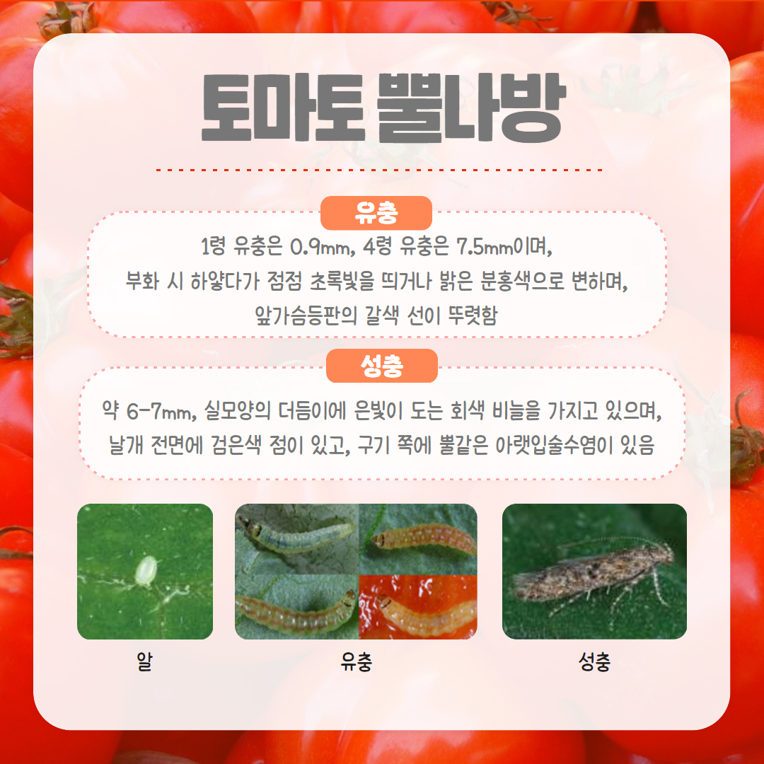 25. 4. 토마토뿔나방 2.jpg