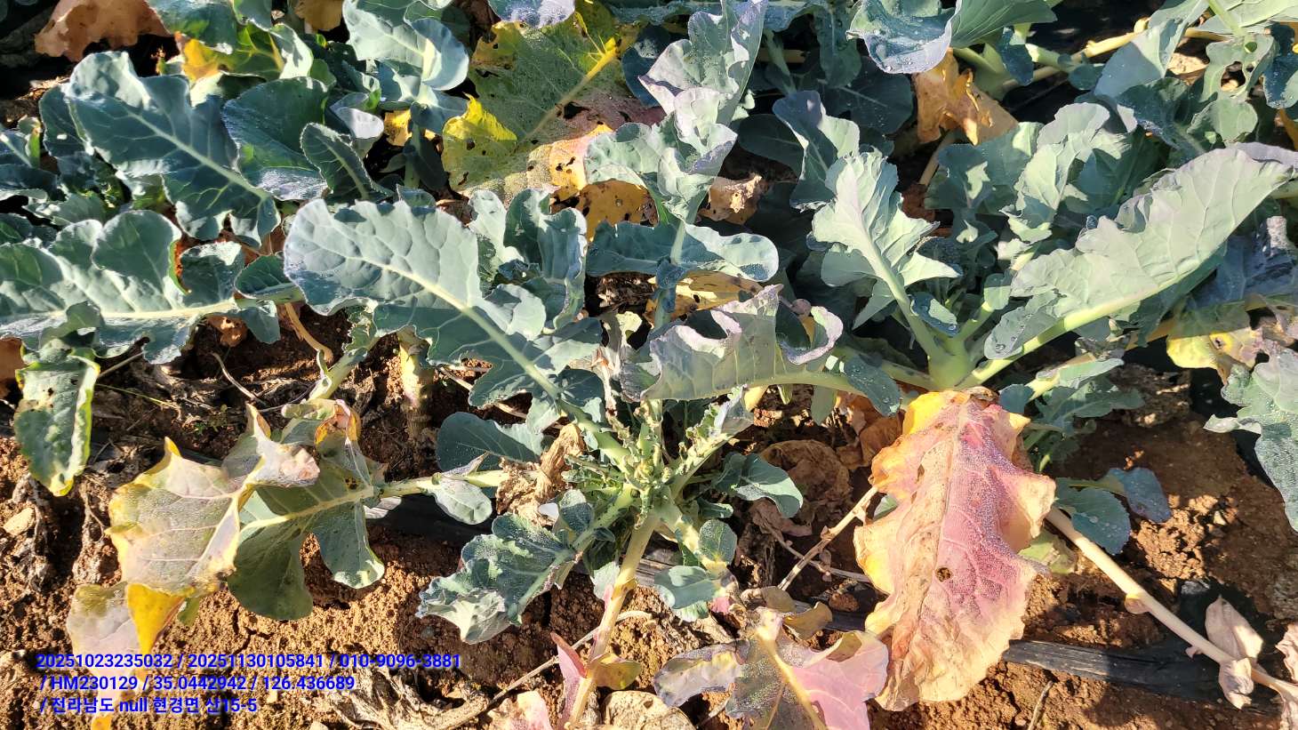 브로콜리 상태 문의드립니다.