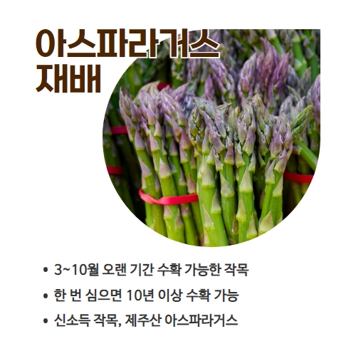 13.1분뉴스_아스파라거스 2.jpg