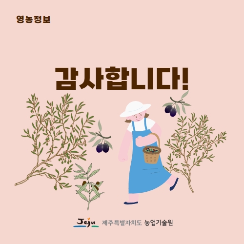 43.1분뉴스_기후변화로제주에서도올리브재배 5.jpg