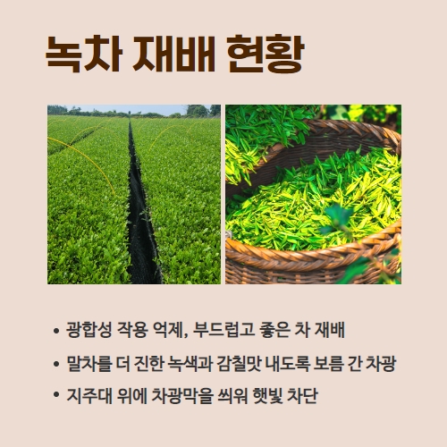 26.1분뉴스_녹차차광재배 3.jpg