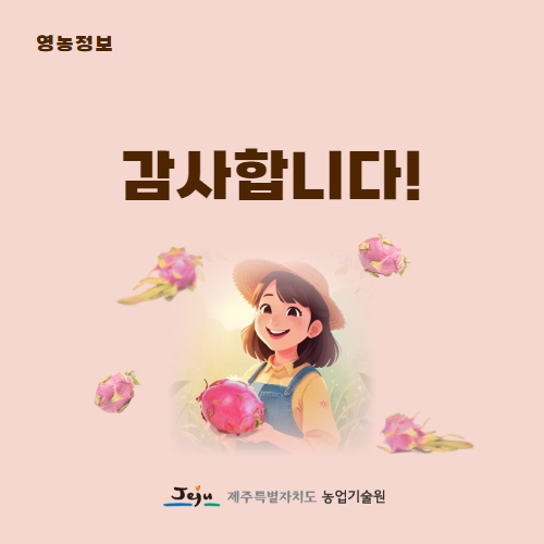 38.1분뉴스_제주산용과수확 5.jpg