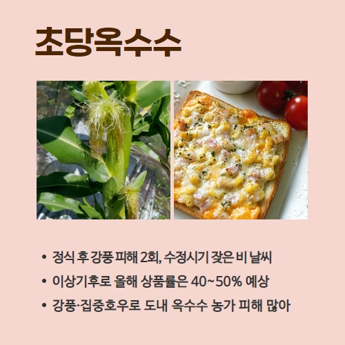 25.1분뉴스_초당옥수수 3.jpg