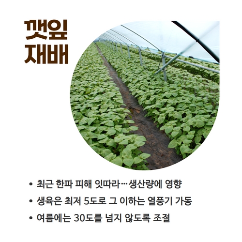 5.카드뉴스_깻잎 (4).jpg