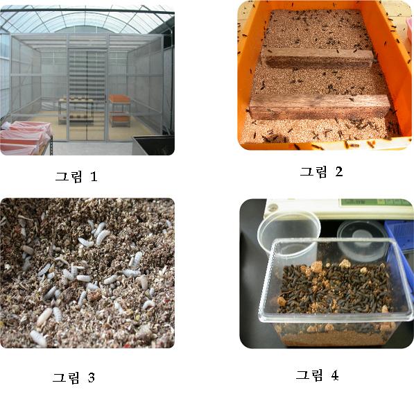 동애등에를 이용한 농산부산물 및 음식물쓰레기의 퇴비화